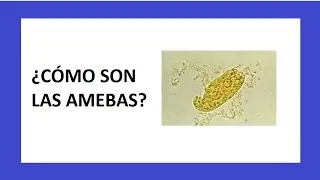 Las AMEBAS - Microbiología