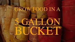 How to Grow Food in a 5 gallon bucket