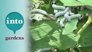 Sawfly larvae go mad on the Solomon's Seal
