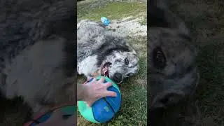 Huge dog plays ball #dog #hugedog