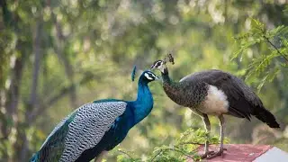 Waild laif Bird 🐦#youtubeshorts #subscribe #video#science #shorts #script