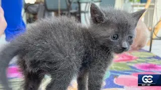 Policy changes on the table after cat&rsquo;s quick euthanasia sparks outrage