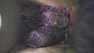 Something chases male into roosting box