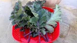 Kale ko ghar ma grow krna ka tareeka | How to grow kale