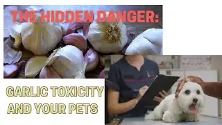 The Hidden Danger: Garlic Toxicity and Your Pets