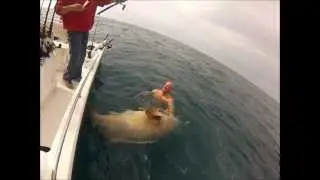 MONSTER FISH ATTACKS MAN IN WATER