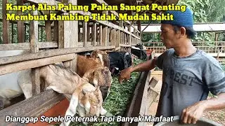 Tempat Pakan Kambing Biasa Tapi Bisa Buat Kambing Sehat Tidak Rawan Sakit 