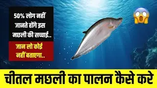 चीतल मछली का पालन 👌 || Chital Fish Farming 2024 || Fish Farming Business 🐟 #fish #trending 🔥
