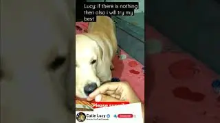 invisible treat challenge on my dog || Dogo Lucy || #shorts #funnydogs #treatchallenge