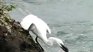 Bird Catch Fish