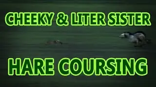 Cheeky & her Litter Sister | Hare Coursing | Working lurchers