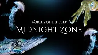 The Adventurous World of Fishes | Underwater Wonders | Travelling Tranquility