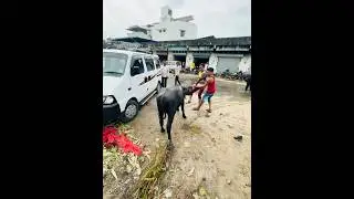 Buffalo Rescue Mission: Teamwork Triumphs in Disaster