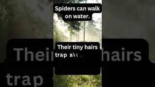 #spider #didyouknow #didyouknowfacts #natureisamazing #nature #naturecuriosity #arachnids