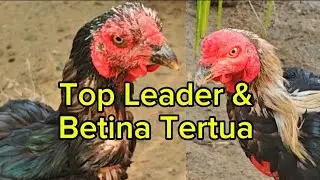 Pejantan! Ayam agresif top leader mengawasi momen makan pisang bersama anggota betinanya