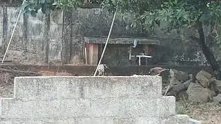 Birds Food Eating