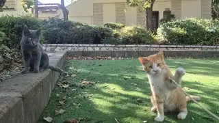 Kittens are so cute, they love to play. #kittens #cats