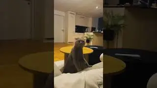 😂 😂 😂 #animals #cat #good