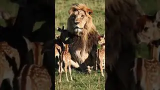 Confused Lion Surrounded by Dozens of Playful Fawns in the Wild #AI #Sora #OpenAI