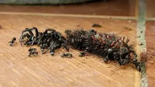 Antsofinstagram         #short#shorts#ant#ants#insect#animals#usa