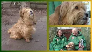 Hundevermittlung - Februar/März 2012 (Tierheim Hannover TV)