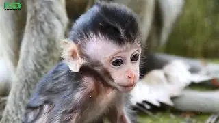 Pity Poor Small Baby Monkey No Feeding, Nature Daily