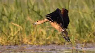 Gorewada Lake: Birding spot near Nagpur