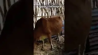 new challenge Accept#reels #cow #dairyfarm #dairyfarming #dairymilk #dairycows