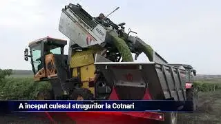 A început culesul strugurilor la Cotnari