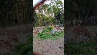 হরিণের খামার - Deer Firm in Gazipur,  মার্তা, গাজীপুর।