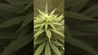 Growing weed in a tiny apartment !