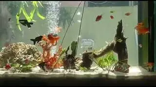 &ldquo;Tranquil Aquarium Meditation: Dive into Serenity&rdquo;