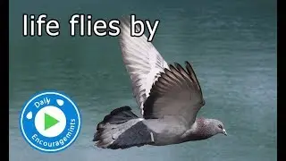 Life Flies By - Daily EncourageMints