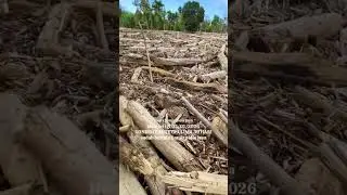 Kayu yang membawa kebenaran akan keserakahan manusia..