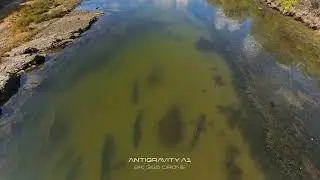 Sharks return to the Kromme River in St Francis Bay.