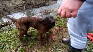 Hanoversky farbiar umelá stopa dohľadavka/posokowiec/nachsuche