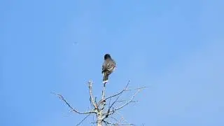Eastern Kingbird on the Shore of Big Bay de Noc