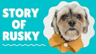 🐶 Cute & funny Dog Story compilation 😔 | Office Time #Shorts