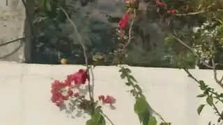 Terrace garden🏡💕#youtubeshorts #nature #ytshorts #birds #flowers#eshwara