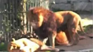VigoZoo
