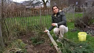 🎄 Que faire de son sapin après les fêtes ? 🌲