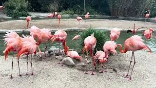 “Flamingo Paradise! This Is What Heaven Looks Like 🦩”