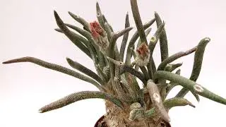 Incredible and rare plant Astrophytum digitostigma caput-medusae from GIROMAGI ITALY