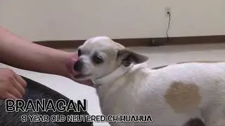 BRANAGAN - Featured on Comcast Xfinity at the Humane Society of Utah
