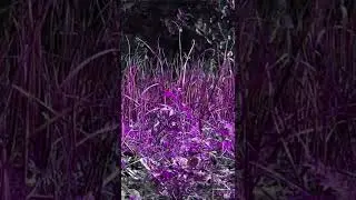 Colour Effect On onion plant #shorts #coloreffects