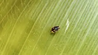 Escarabajo, Nephus incisus. Lanzarote. Mar25.