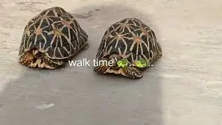 tortoise daily routine 🐢..🐢.. #YouTube #short #viral #tortoise #video #beautiful #eating #wow #nice