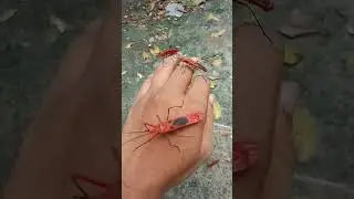 #Insect #beetle #bird #jewelbeetle #nature #stagbeetles #pigeon #parrot