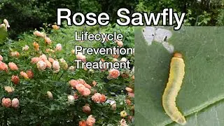 How to treat rose sawfly infestation. Helpful TIPS!