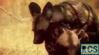 African wild dog mating